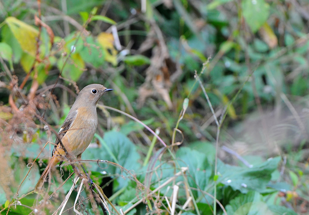 DSC_0280  2.jpg