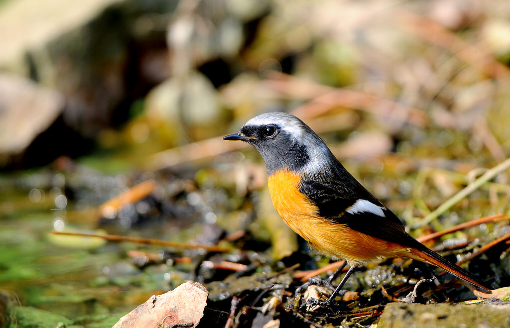 DSC_0231  4.jpg