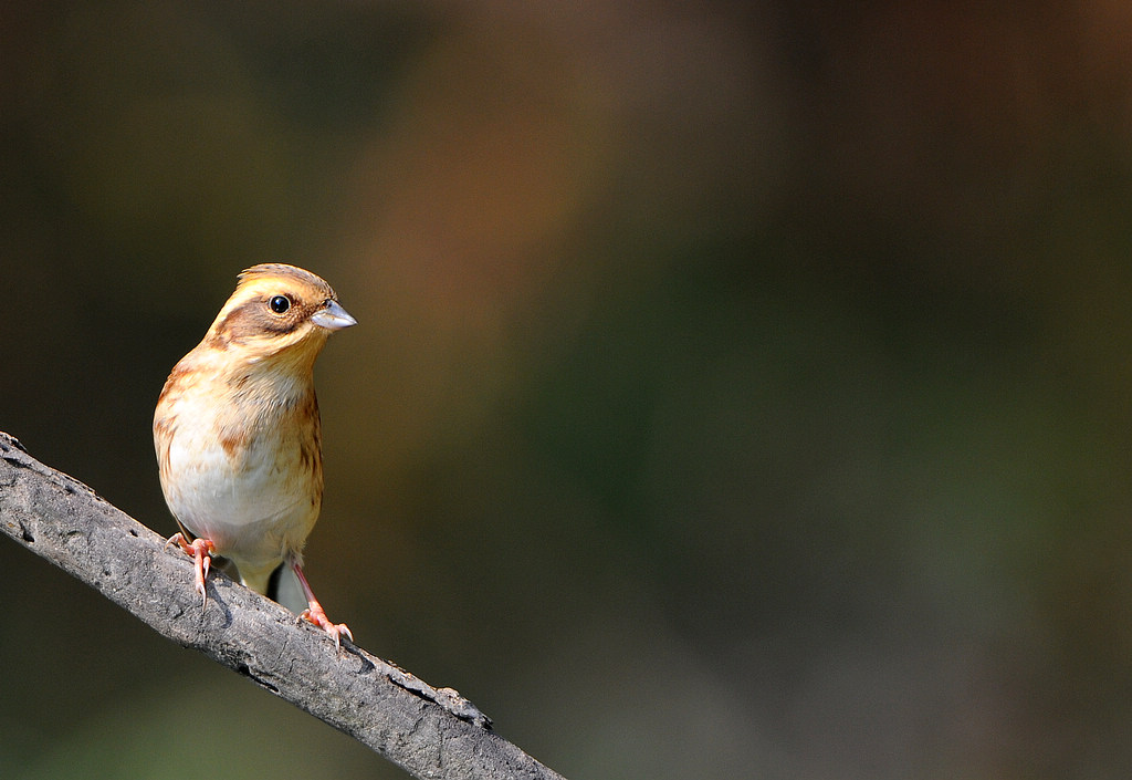 DSC_0274  3.jpg