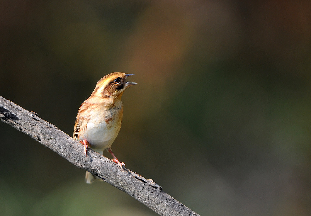 DSC_0278  4.jpg