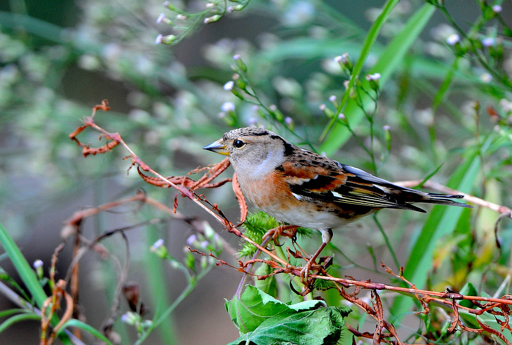 DSC_0423  5.jpg