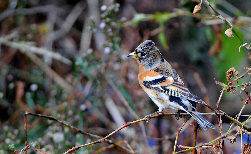DSC_0443  6.jpg