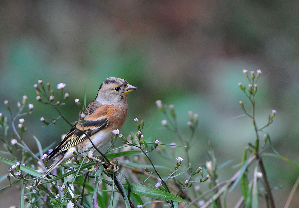DSC_0202  4.jpg
