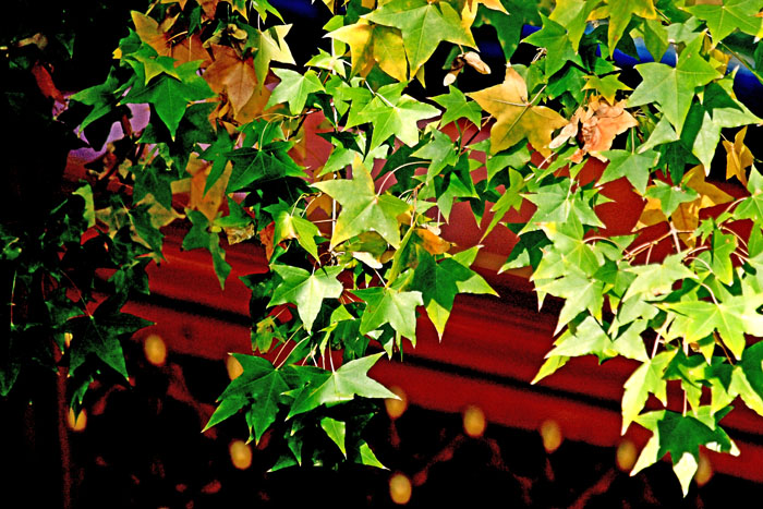 02 IMG_5905����.jpg