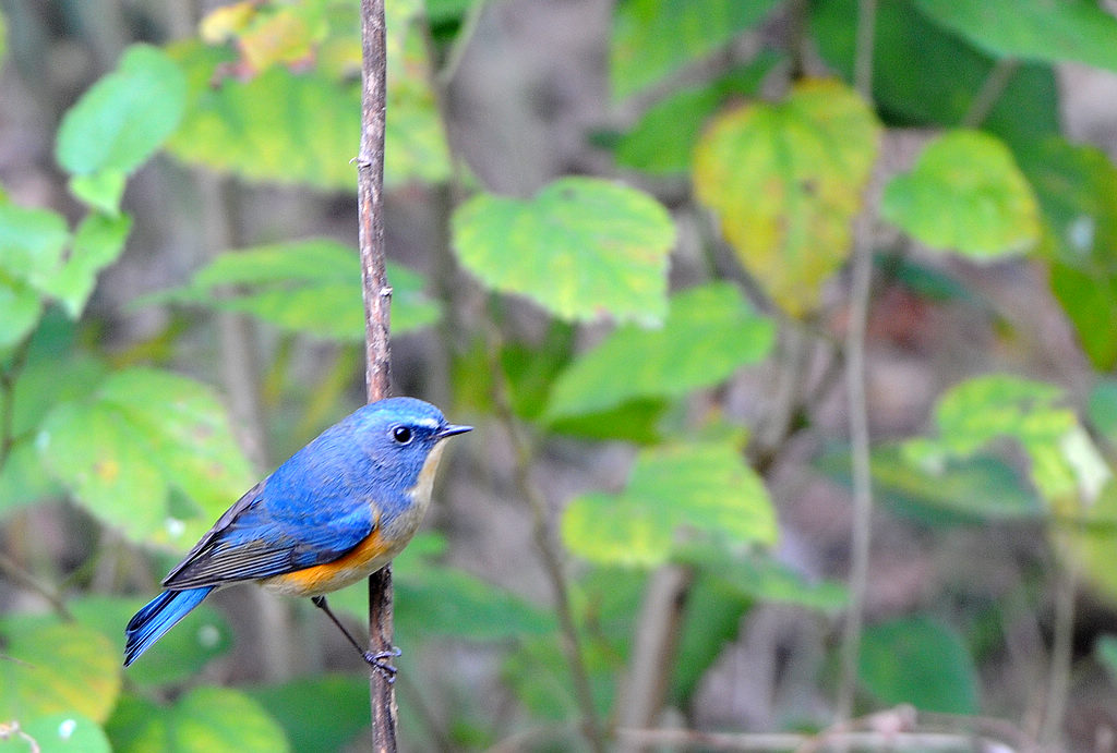 DSC_0269   1.jpg