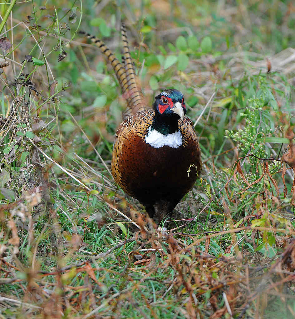 DSC_0272  1.jpg