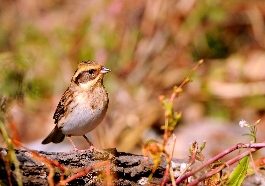 DSC_0113  1.jpg