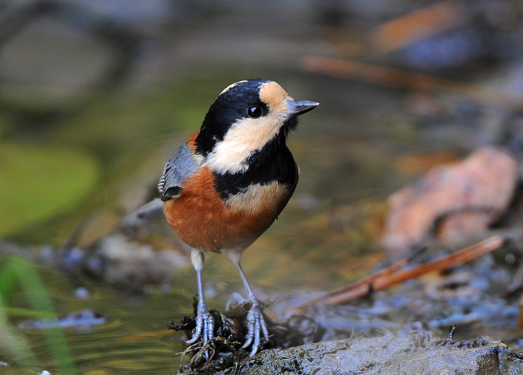 DSC_0649  1.jpg