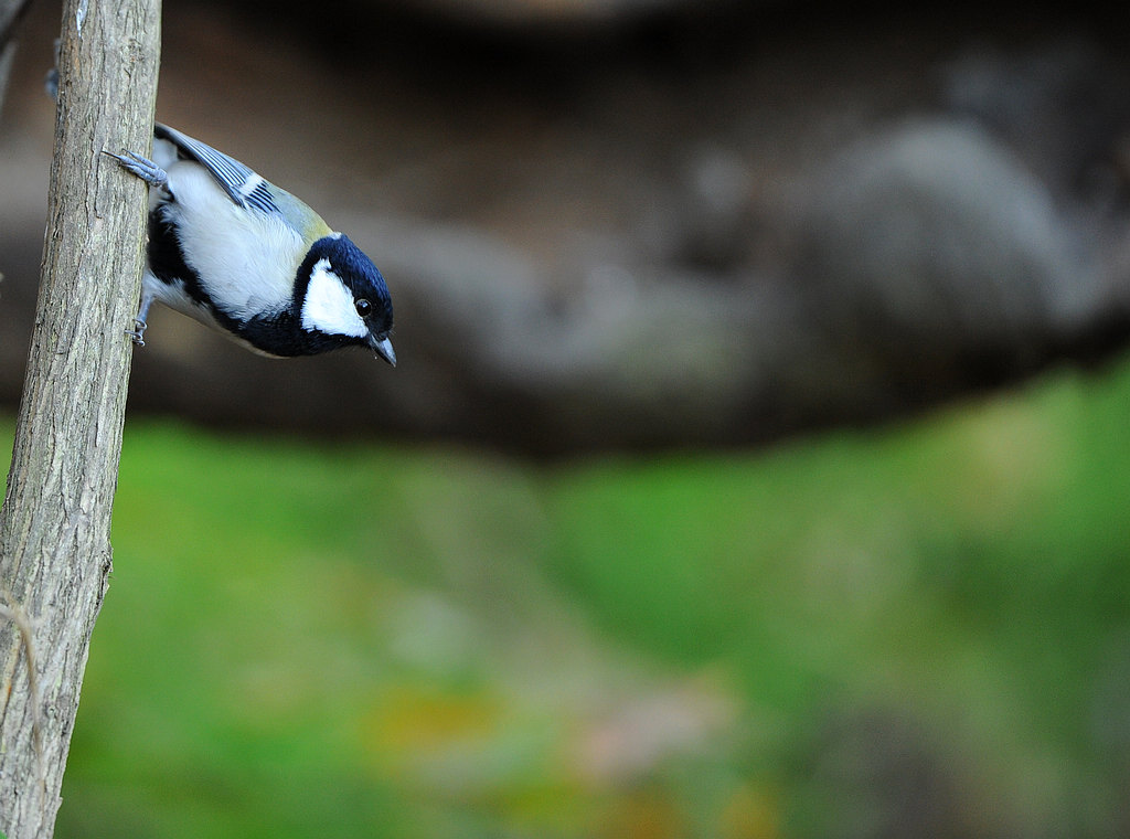 DSC_9247  2.jpg