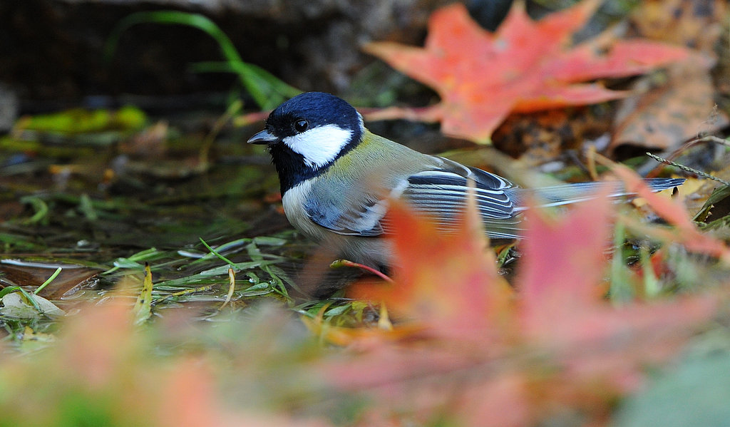 DSC_9136  1.jpg