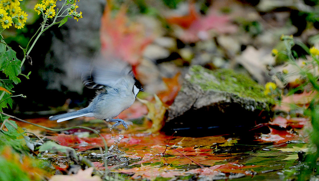 DSC_9310  5.jpg