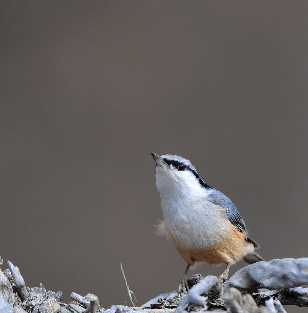 DSC_0065  2.jpg