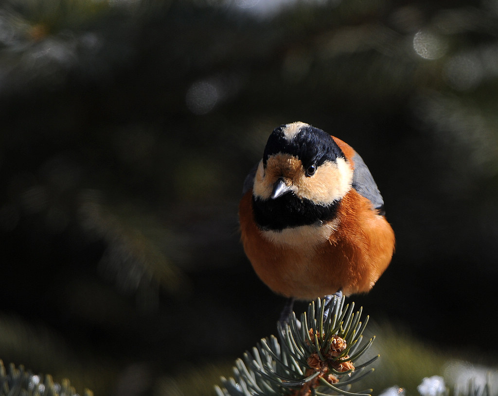 DSC_0297  3.jpg
