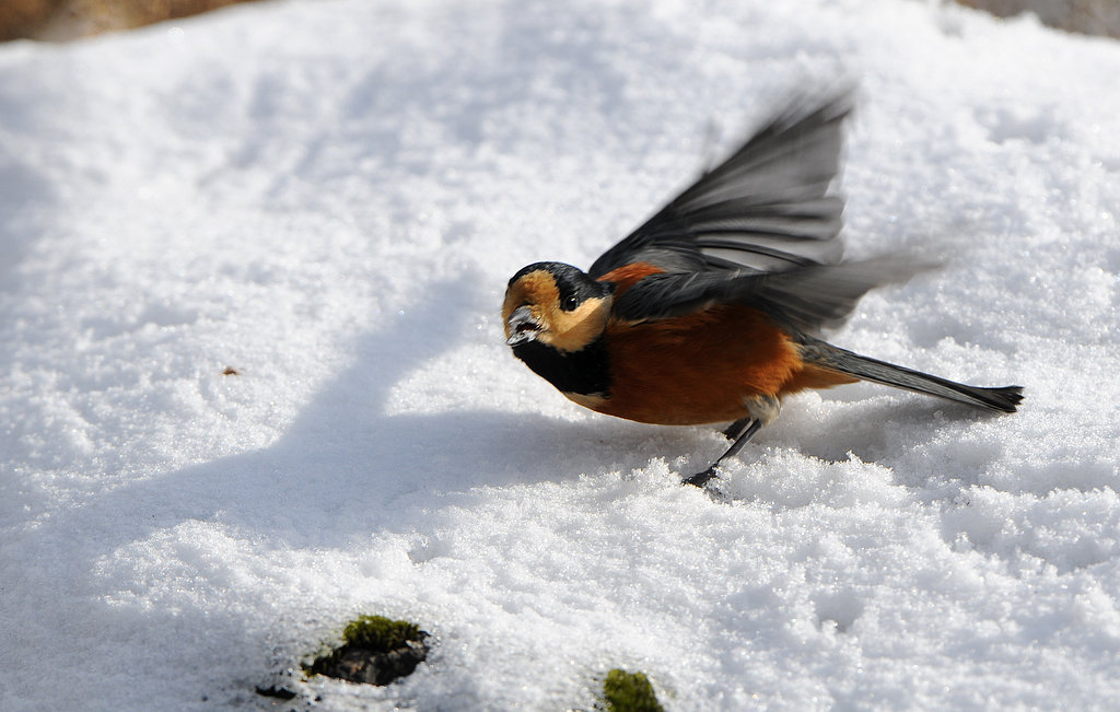 DSC_0689  1.jpg