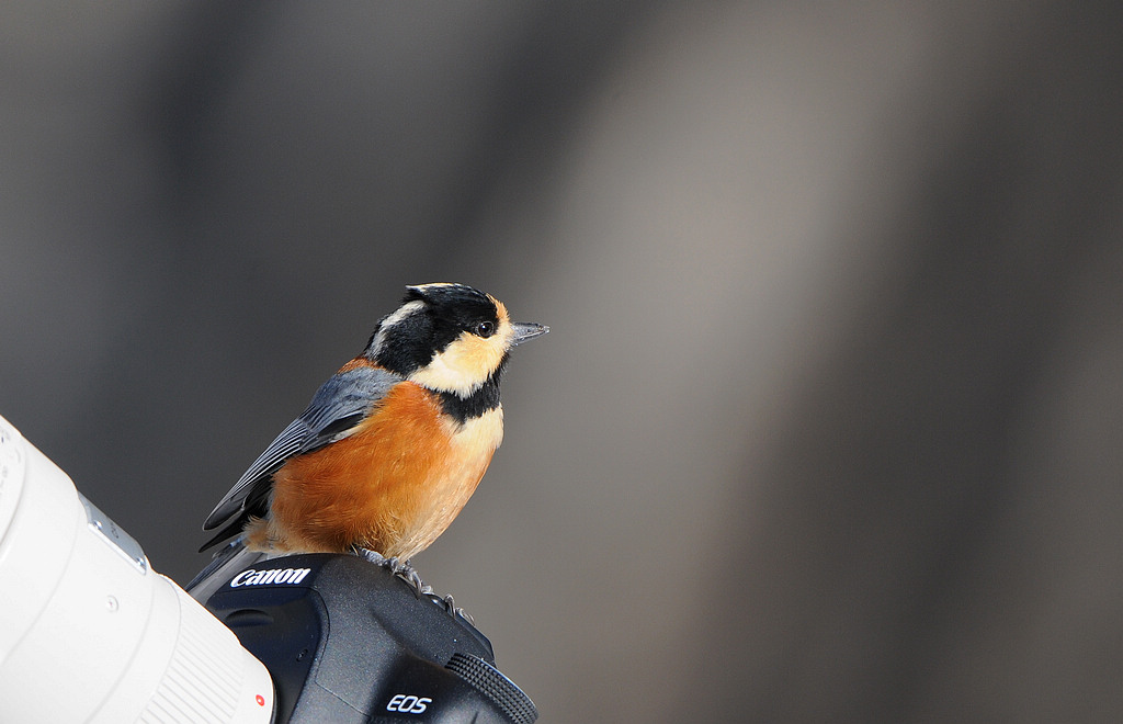 DSC_0443  2.jpg