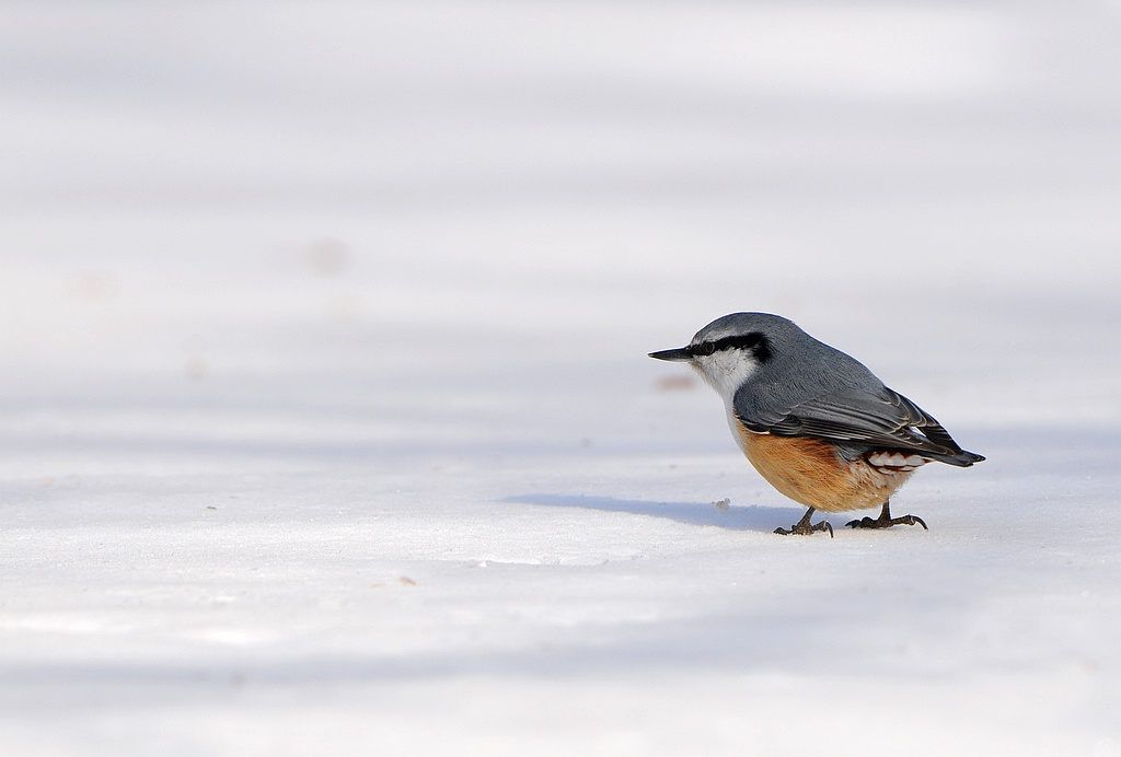 DSC_0635  1.jpg