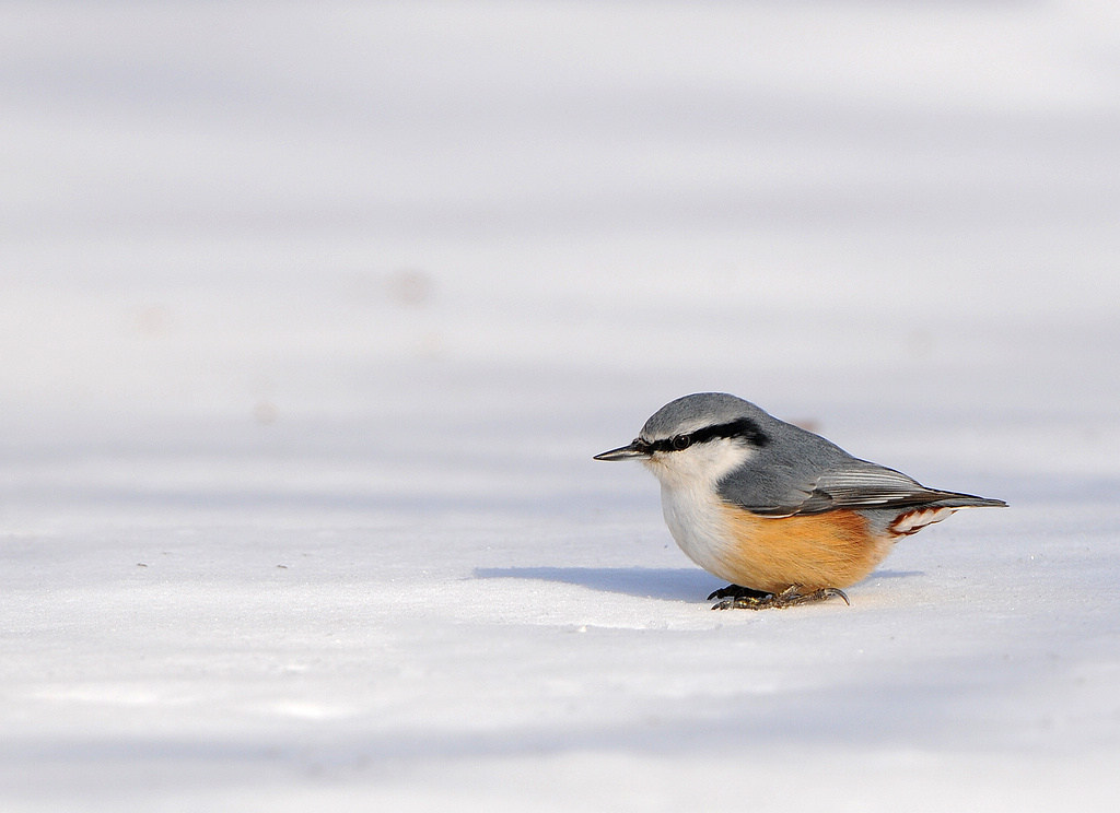 DSC_0637   0.jpg