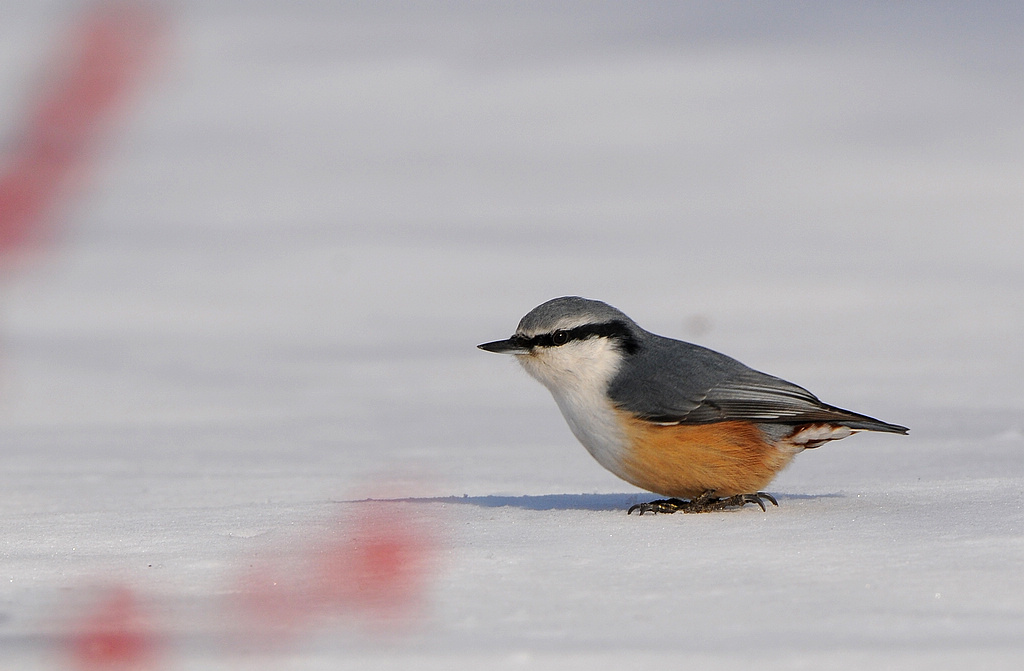 DSC_0642   2.jpg