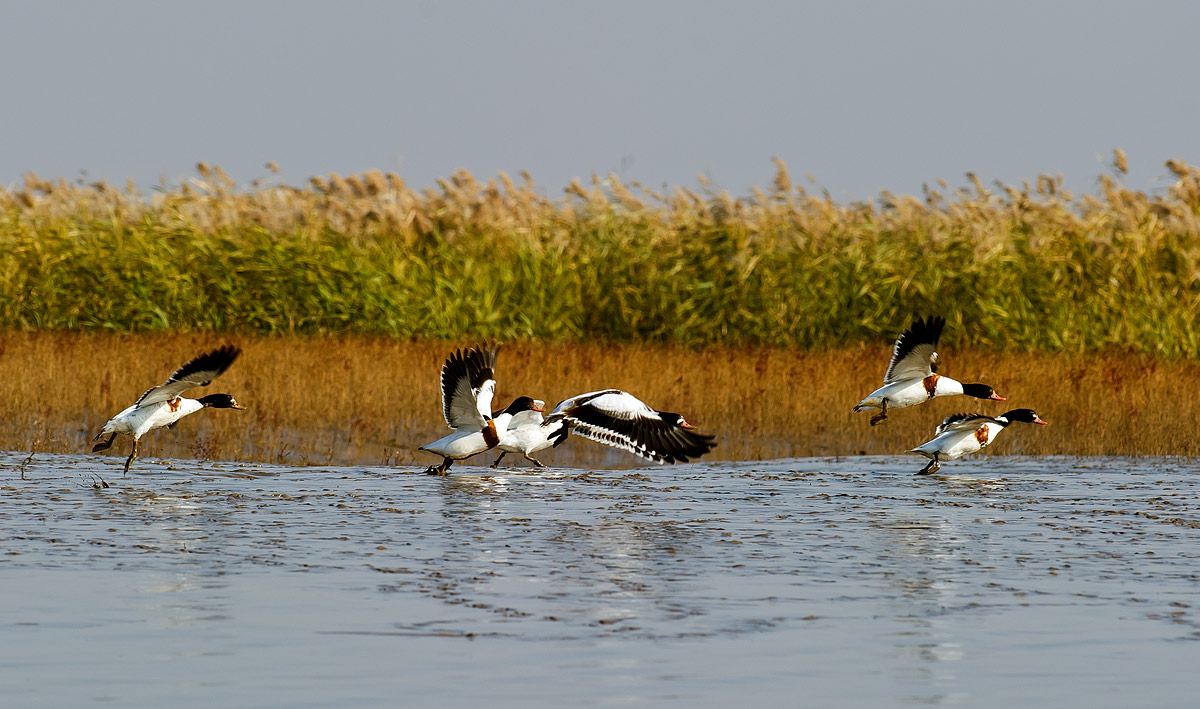 D3S_6031.jpg