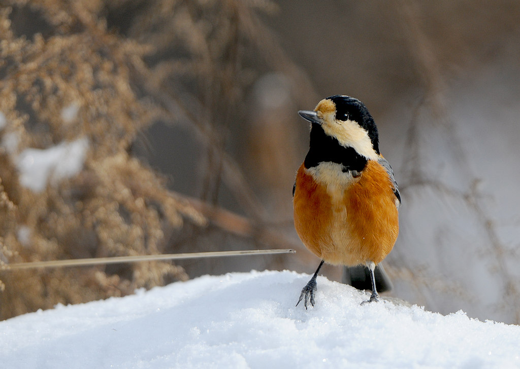 DSC_0863  24.jpg
