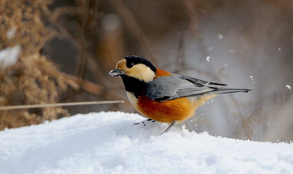 DSC_0830  21.jpg