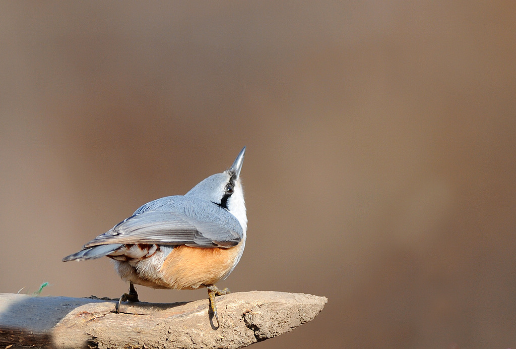 DSC_0136   3.jpg