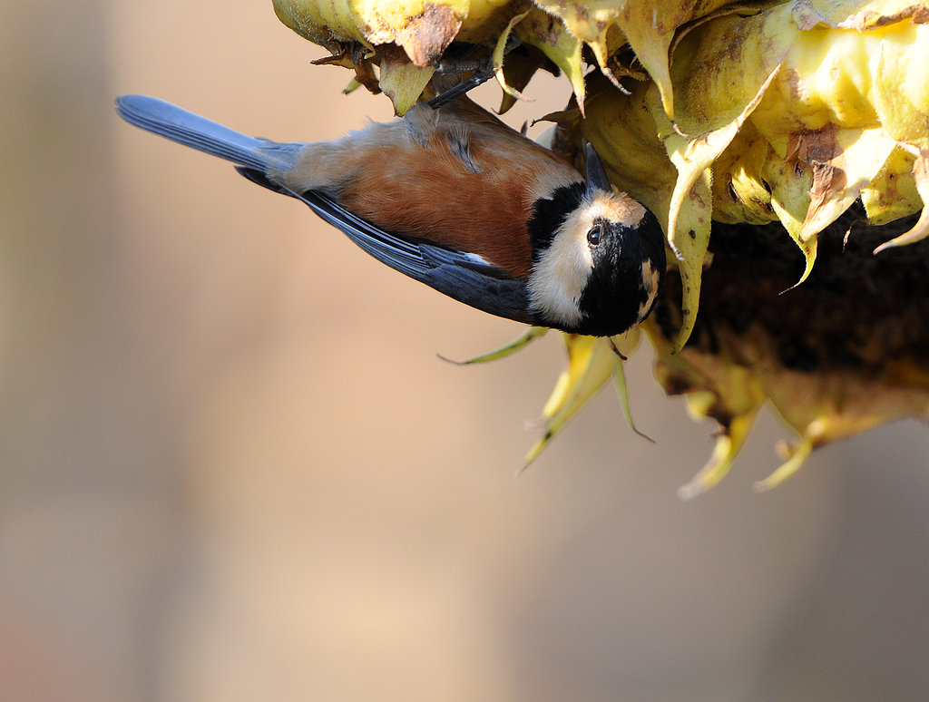 DSC_1387  3.jpg