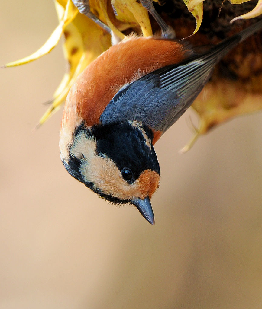 DSC_0663  4.jpg