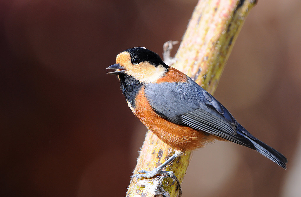 DSC_0543  2.jpg