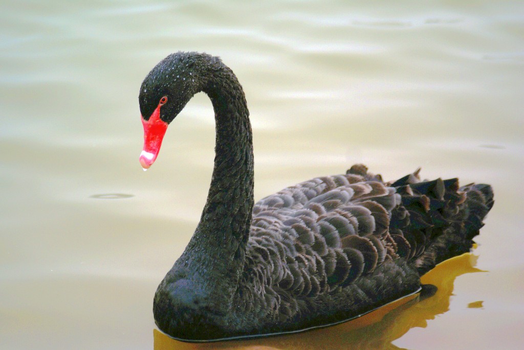 conew_neo_img_dsc00318.jpg