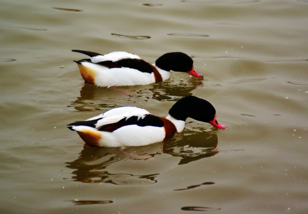 conew_neo_img_dsc00276.jpg