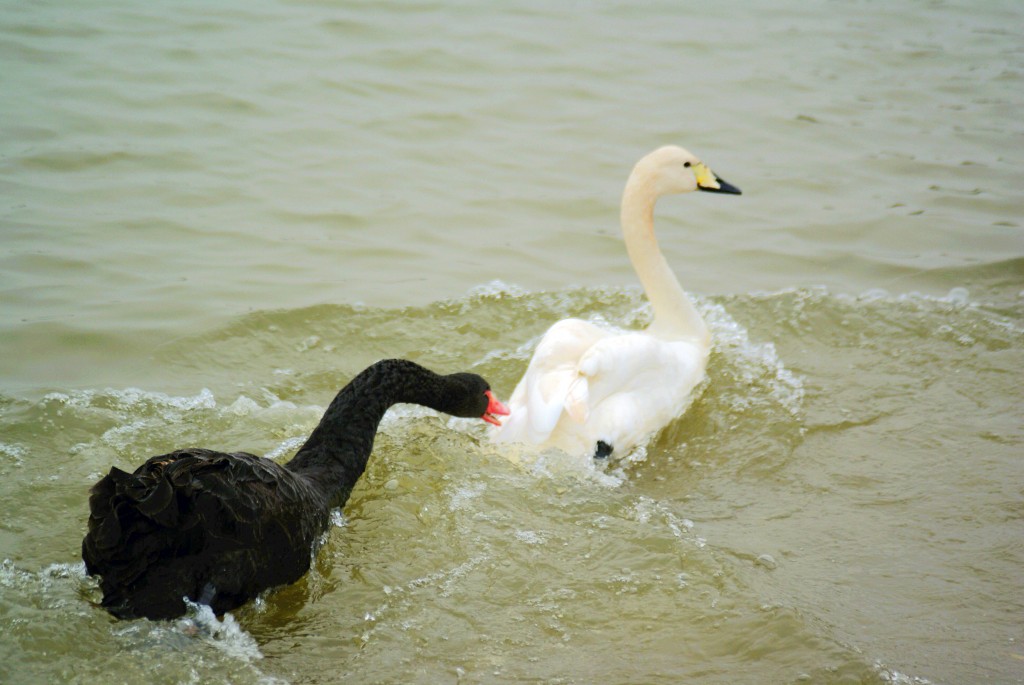 conew_neo_img_dsc00372.jpg