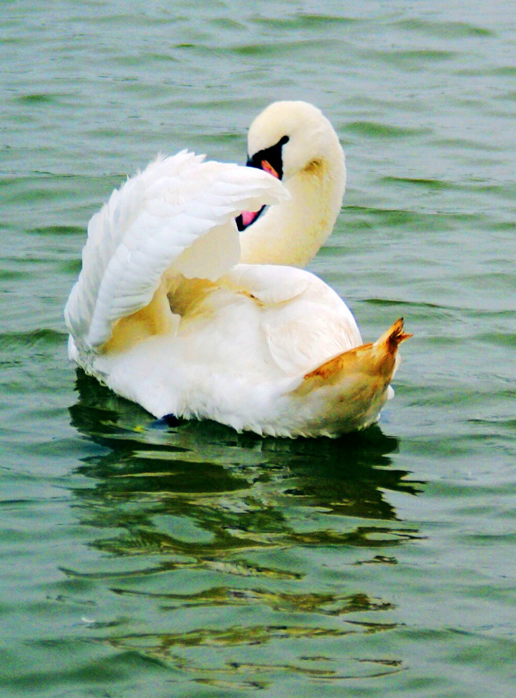 conew_neo_img_dsc00414.jpg
