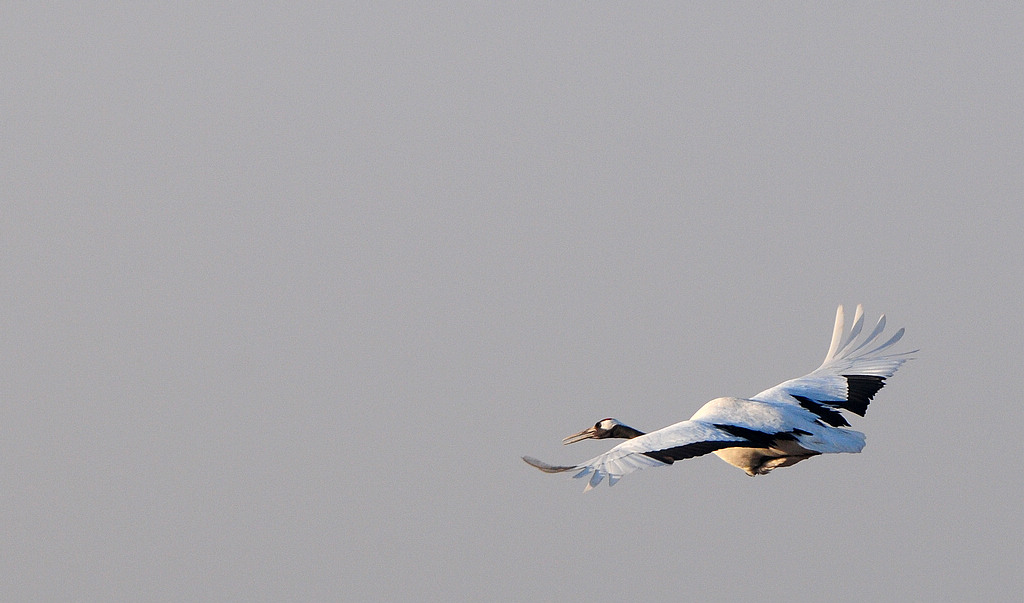 DSC_1016  5.jpg