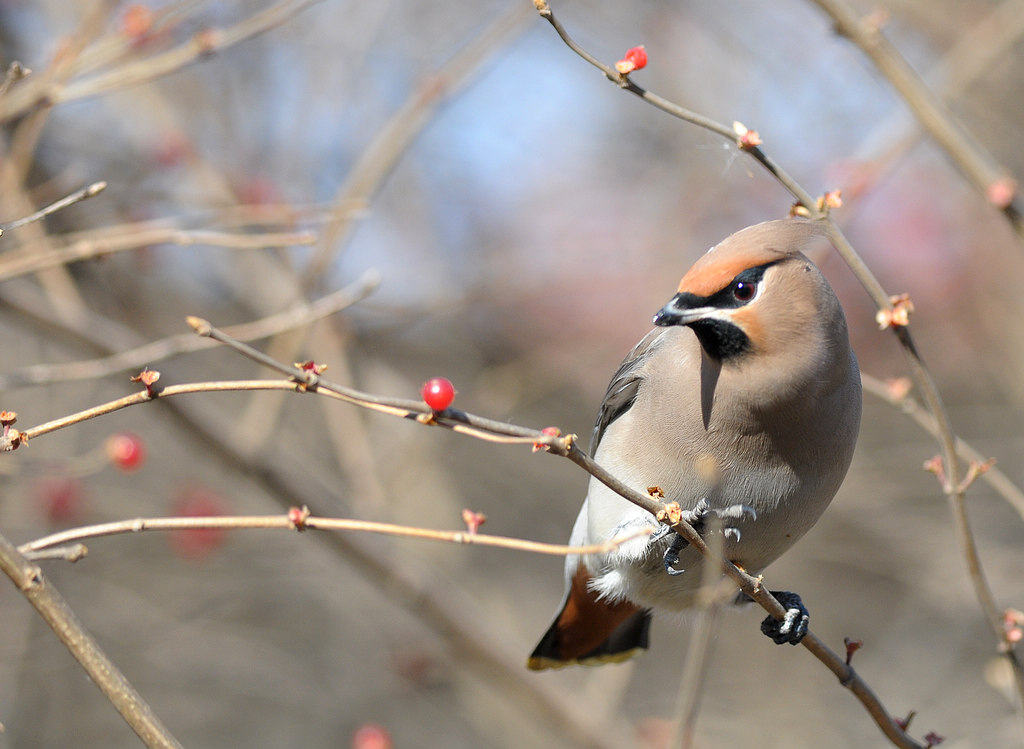 DSC_1376  1.jpg