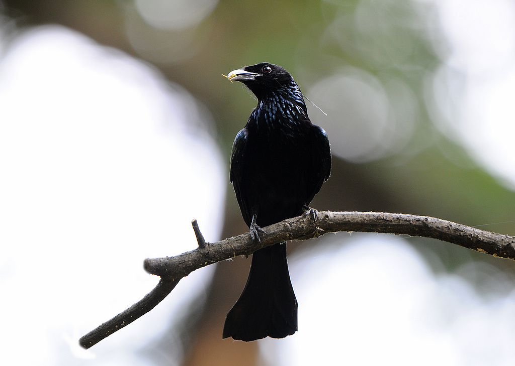 DSC_0687   4.jpg