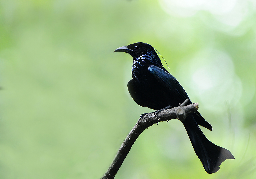 DSC_0208   1.jpg