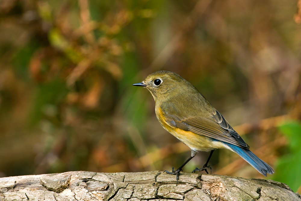 D3X_7702-1.jpg