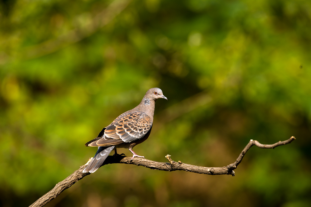 D3X_7927-1.jpg
