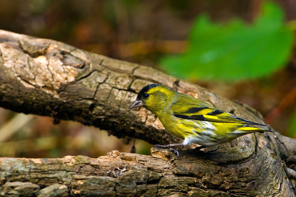 D3X_7549-1.jpg