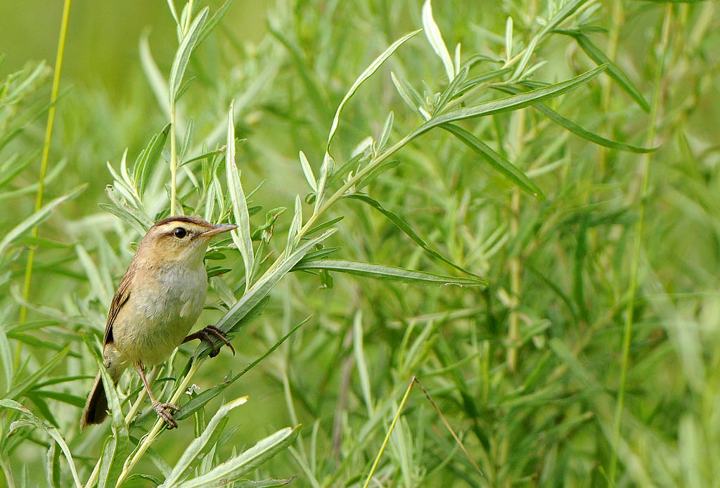 DSC_0005   1.jpg