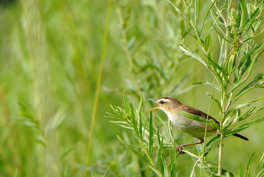 DSC_0063  2.jpg