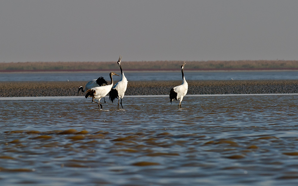 D3S_6937.jpg