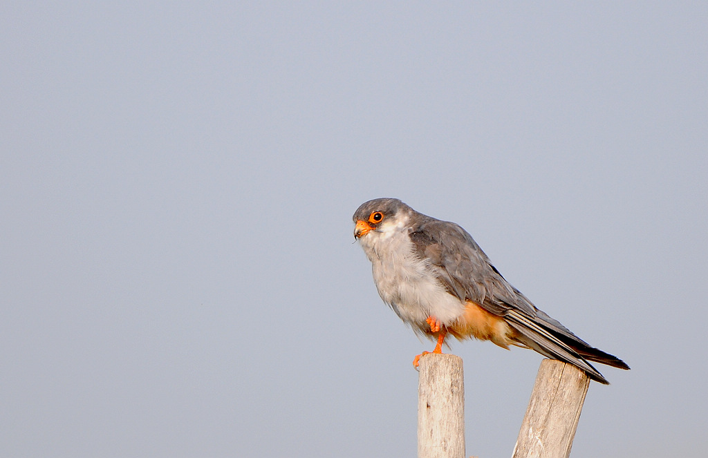 DSC_0699   1.jpg
