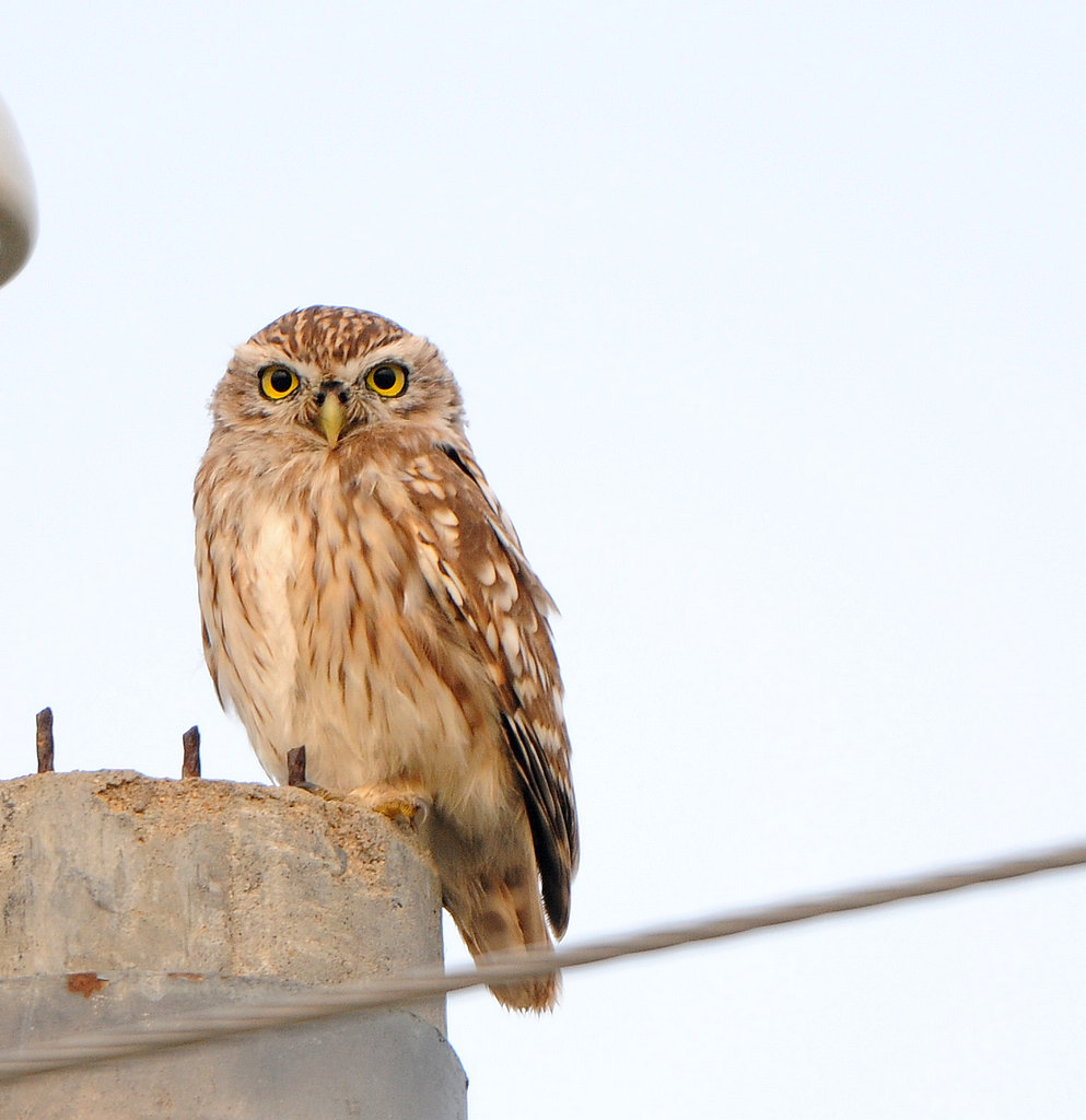 DSC_0132  1.jpg