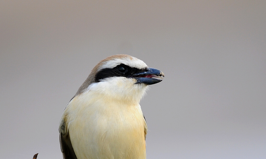 DSC_0764  7.jpg