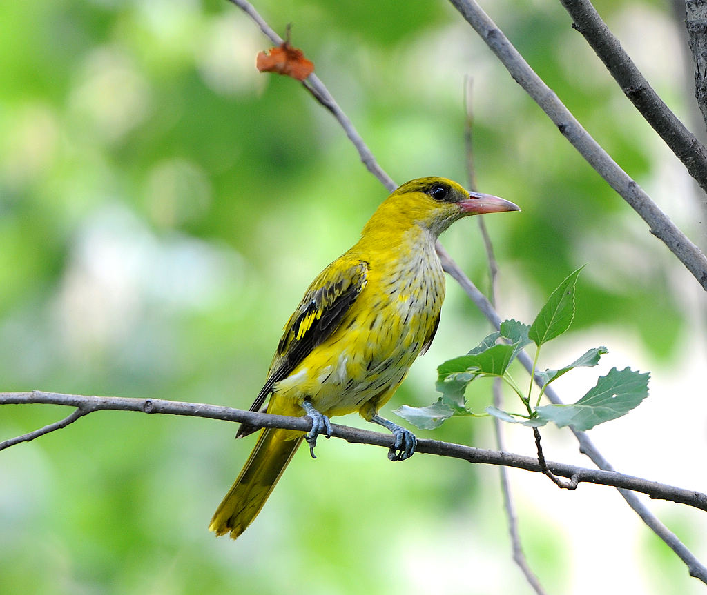 DSC_0722   1.jpg