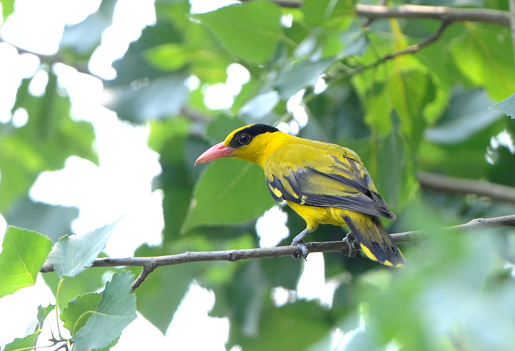 DSC_0043  4.jpg