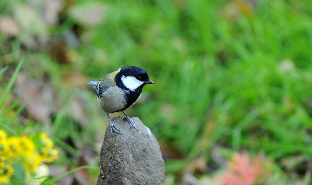 DSC_9219  1.jpg