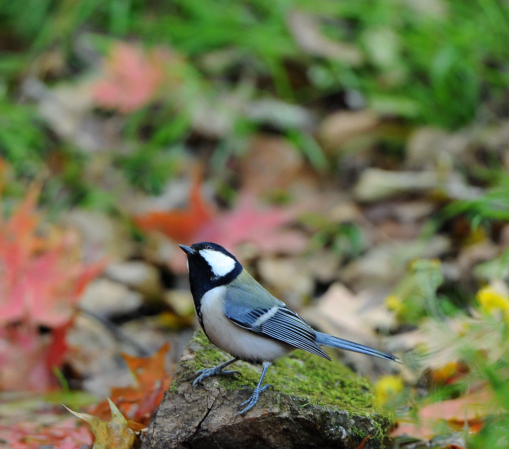 DSC_9673  5.jpg